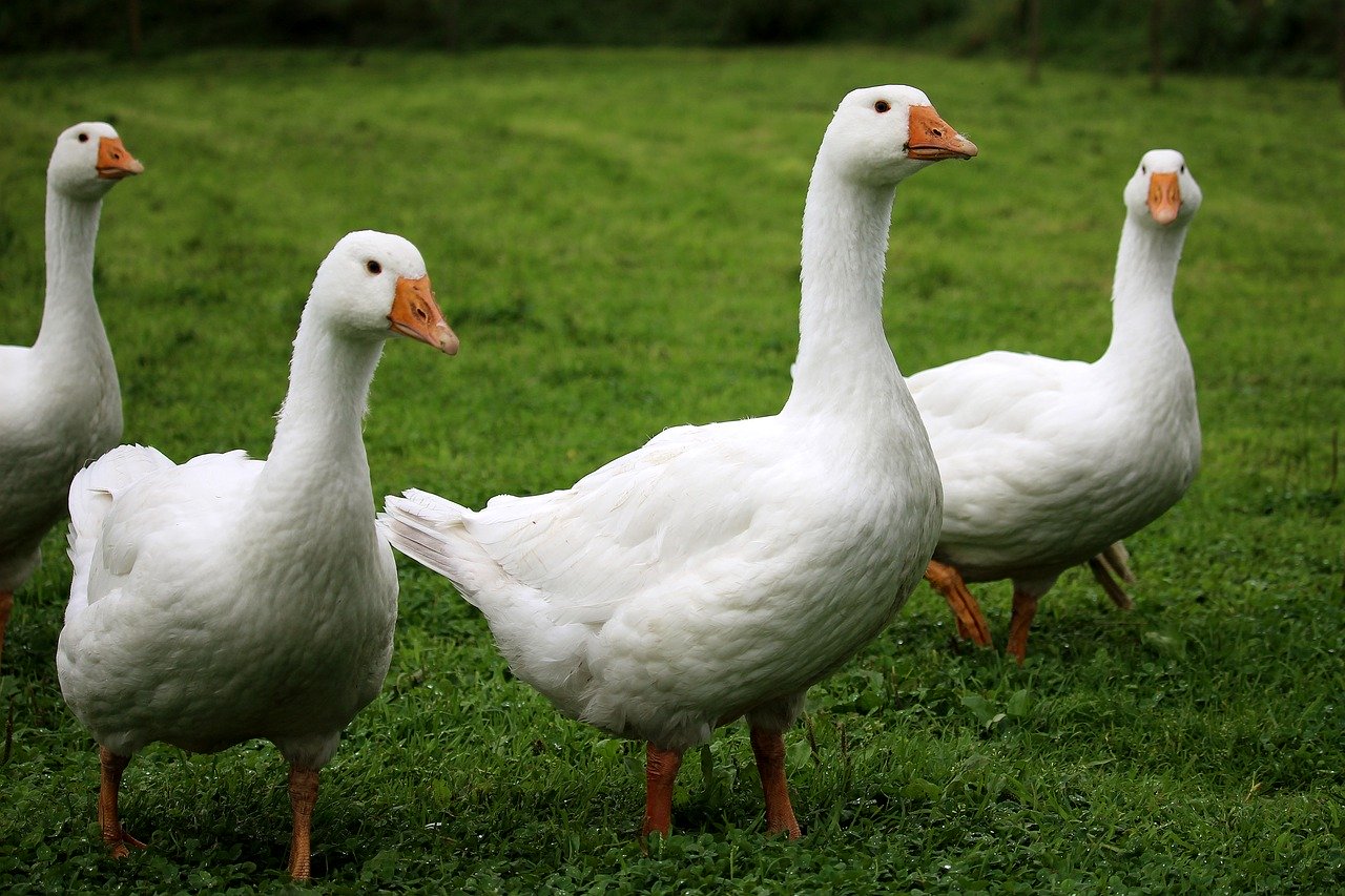 geese-2655516_1280